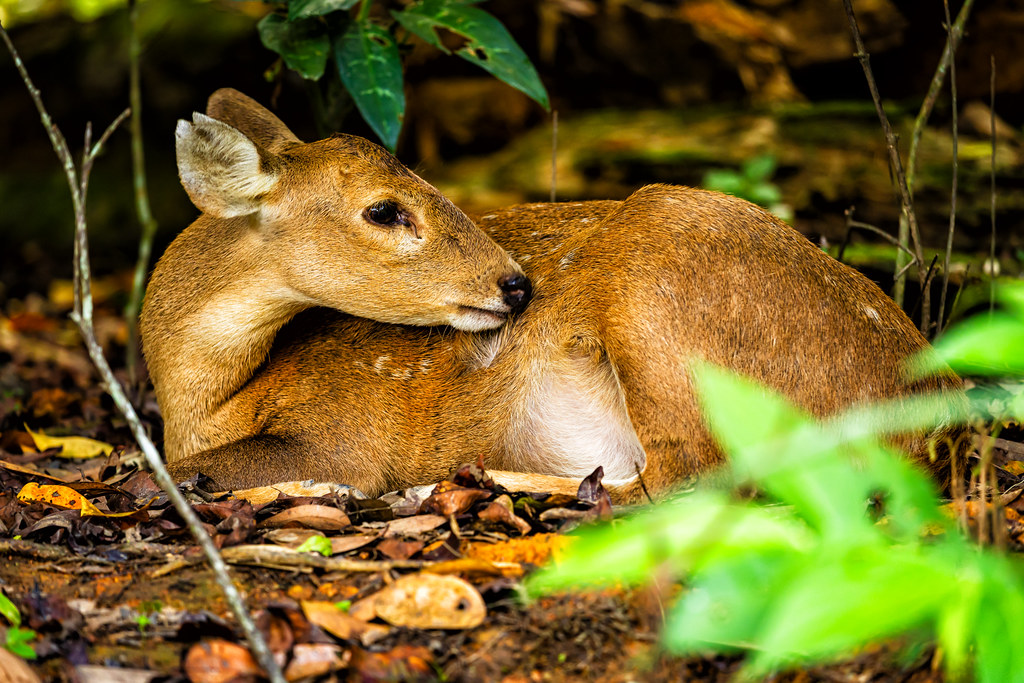 Philippine Spotted Deer