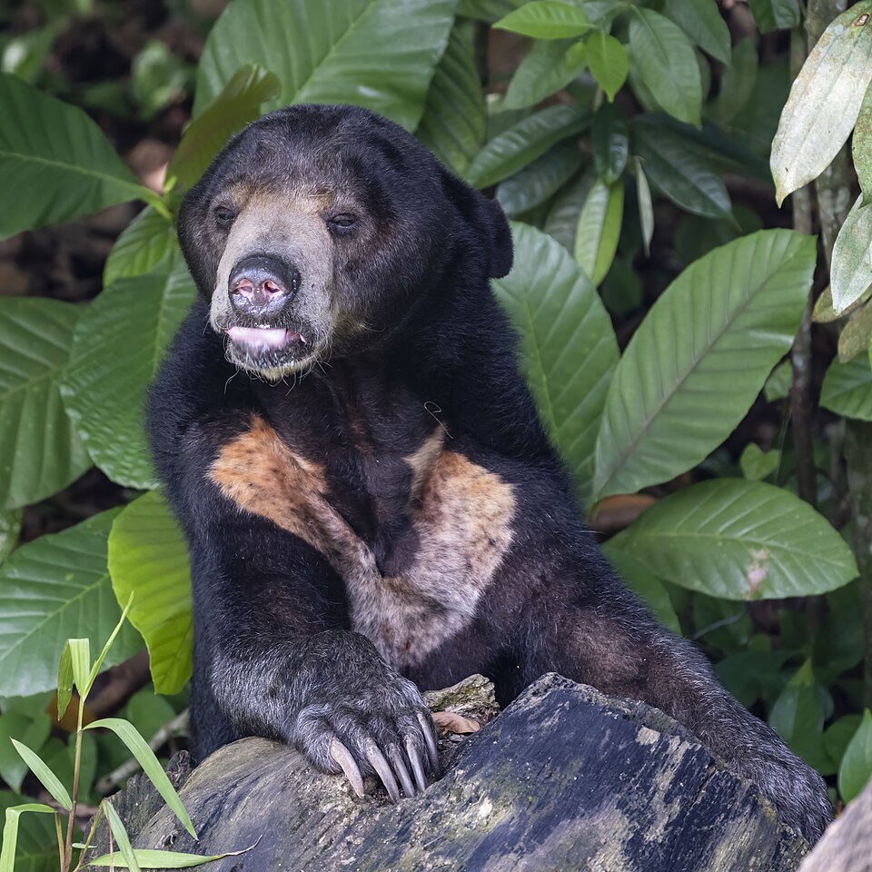 Sun Bear
