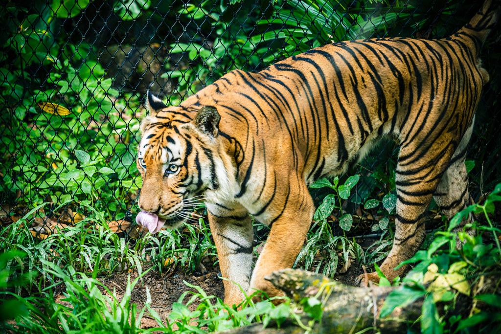Malayan Tiger