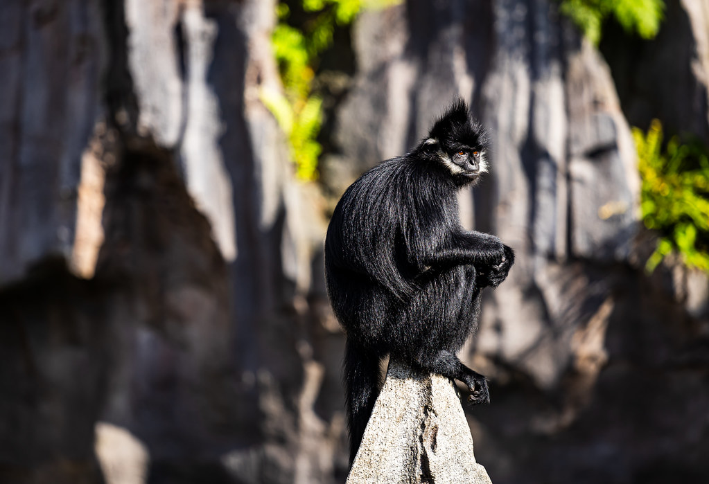Rainforest Wild ASIA Trek